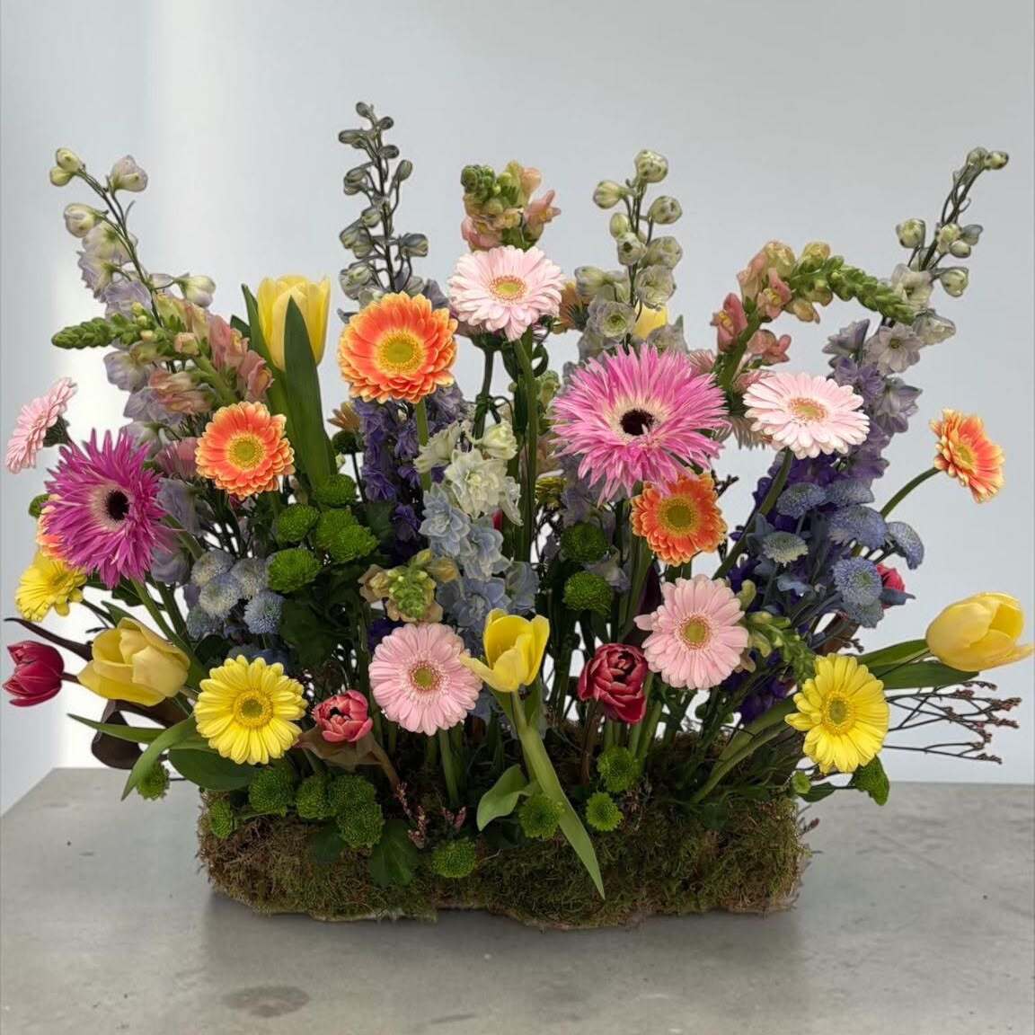 Spring Gerbera